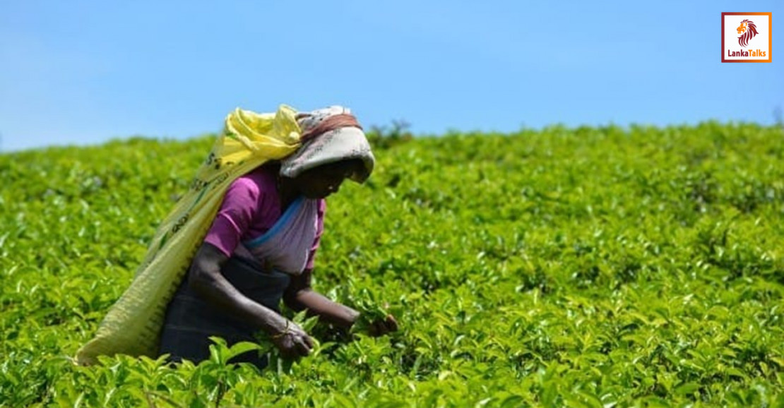 Smallholder tea owners allege: Aswesuma days disrupt tea plucking