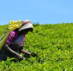 Smallholder tea owners allege: Aswesuma days disrupt tea plucking