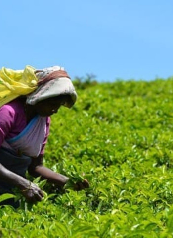 Smallholder tea owners allege: Aswesuma days disrupt tea plucking