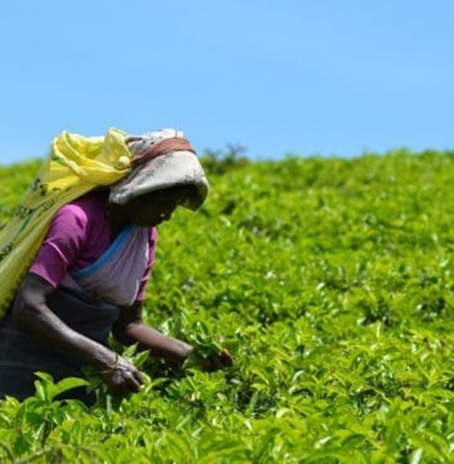 Smallholder tea owners allege: Aswesuma days disrupt tea plucking