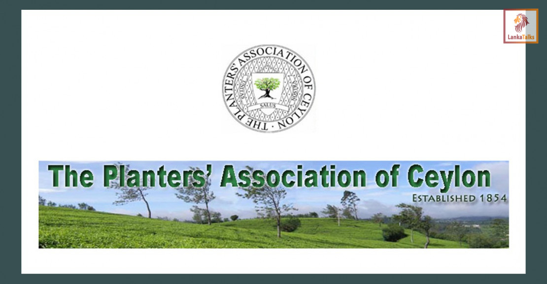 Planters seek coordinated response to stabilise tea production and key export markets
