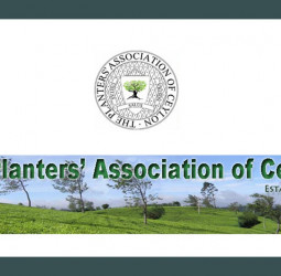 Planters seek coordinated response to stabilise tea production and key export markets