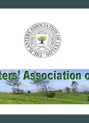 Planters seek coordinated response to stabilise tea production and key export markets