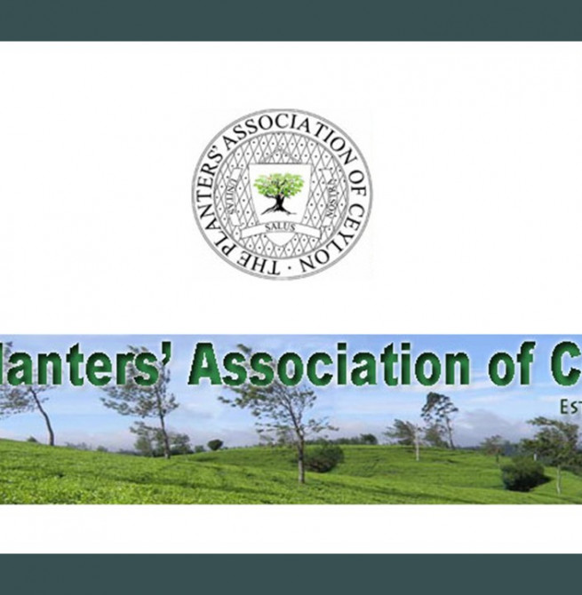 Planters seek coordinated response to stabilise tea production and key export markets