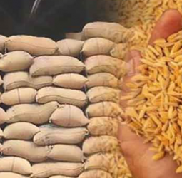 Cabinet approves sale of 115,000 MT paddy stocks held by Paddy Marketing Board