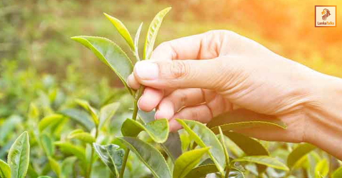 Middle East conflict hits Sri Lanka’s tea industry, heightens economic strain