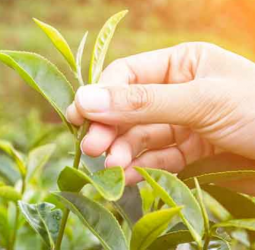 Middle East conflict hits Sri Lanka’s tea industry, heightens economic strain