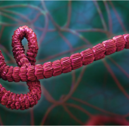 SL classified as low-risk for Ebola