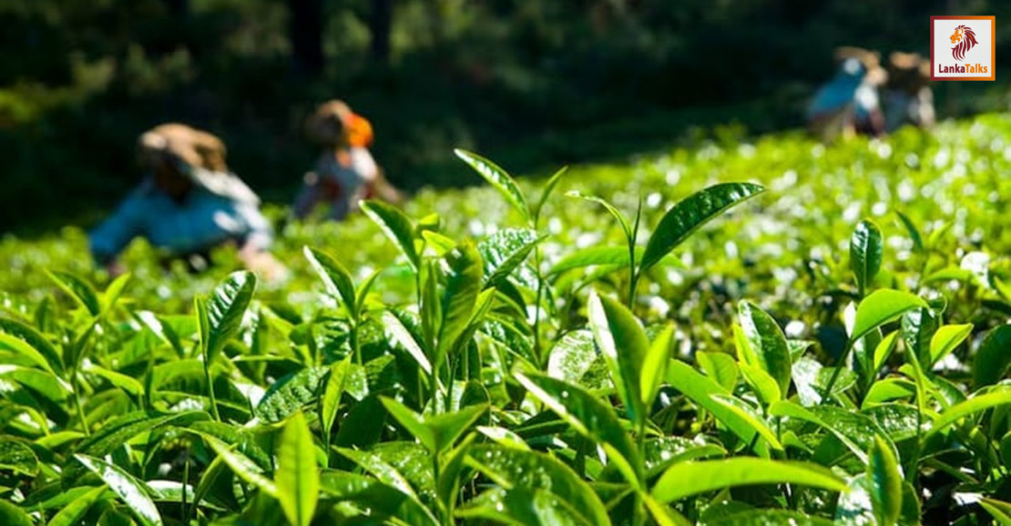 Exports: Tea producers left out of dollar gains: NTPA