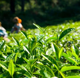 Exports: Tea producers left out of dollar gains: NTPA