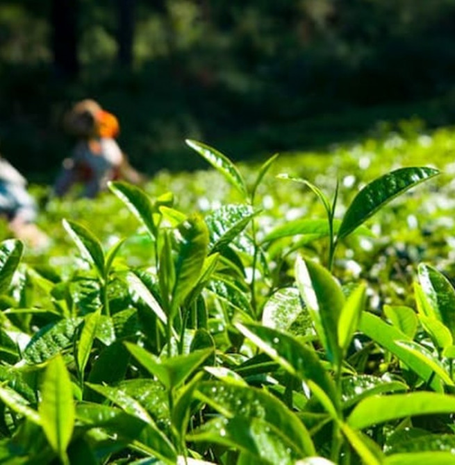 Exports: Tea producers left out of dollar gains: NTPA