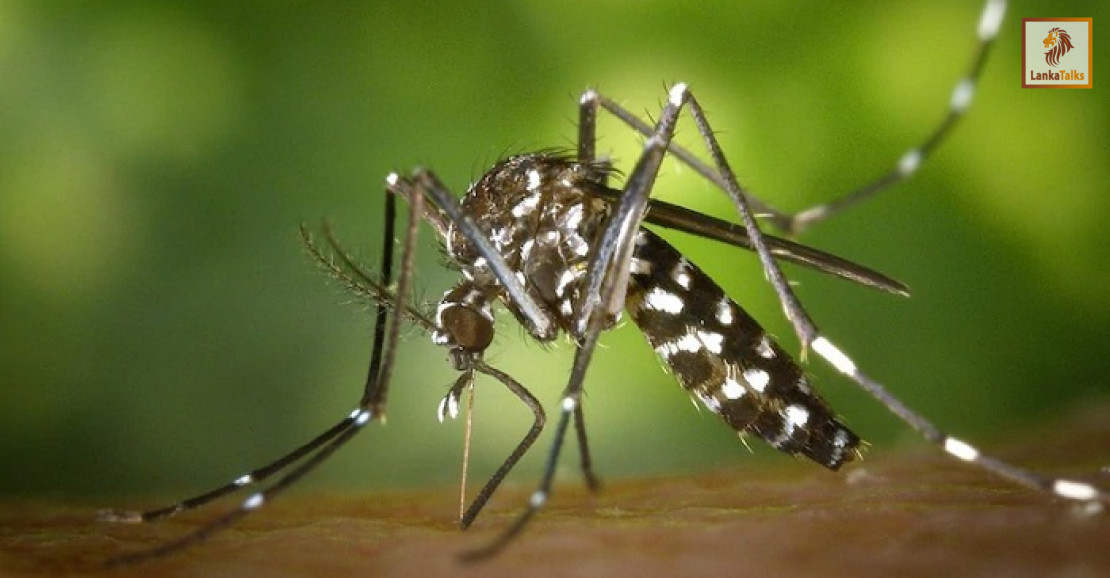 Over 29,000 dengue cases reported in 2026