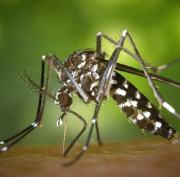 Over 29,000 dengue cases reported in 2026