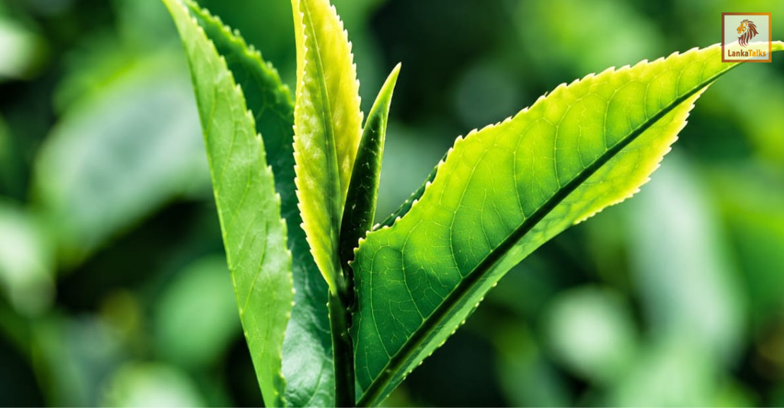 Tea auction sees firm demand for 5.1mn kg offering