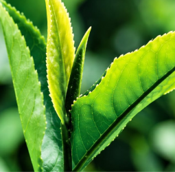 Tea auction sees firm demand for 5.1mn kg offering