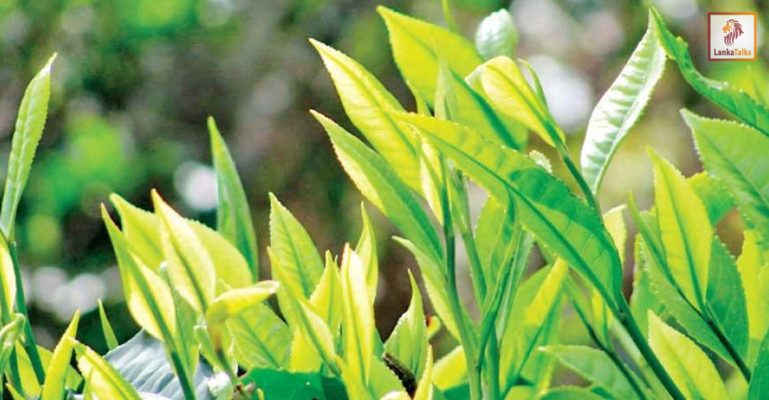 Tea production hits decade low as September output slides