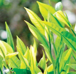Tea production hits decade low as September output slides