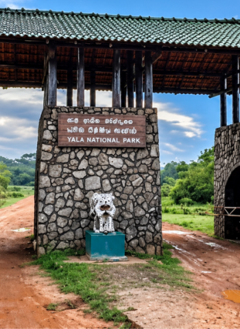 Yala National Park Blocks 1 and 2 to reopen on 16 October
