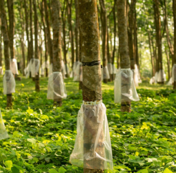 150 years of rubber: A milestone worth celebrating