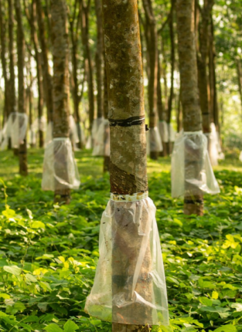 150 years of rubber: A milestone worth celebrating