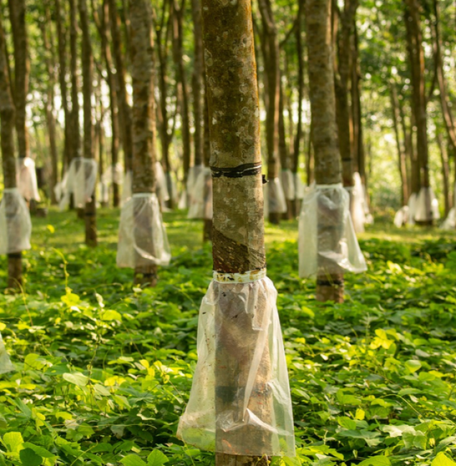 150 years of rubber: A milestone worth celebrating