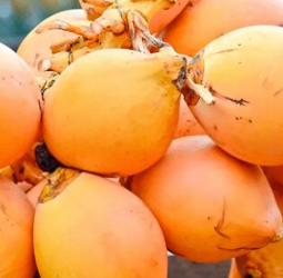 King coconut demand outpaces SL’s supply