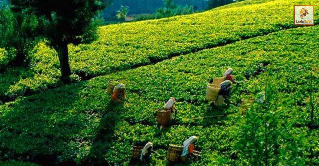 High Grown Tea Production Slumps to an All-Time Low