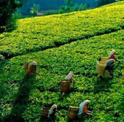 High Grown Tea Production Slumps to an All-Time Low