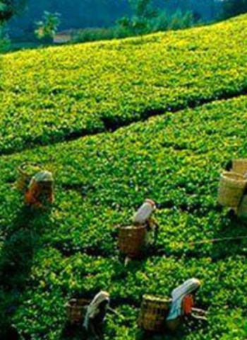 High Grown Tea Production Slumps to an All-Time Low