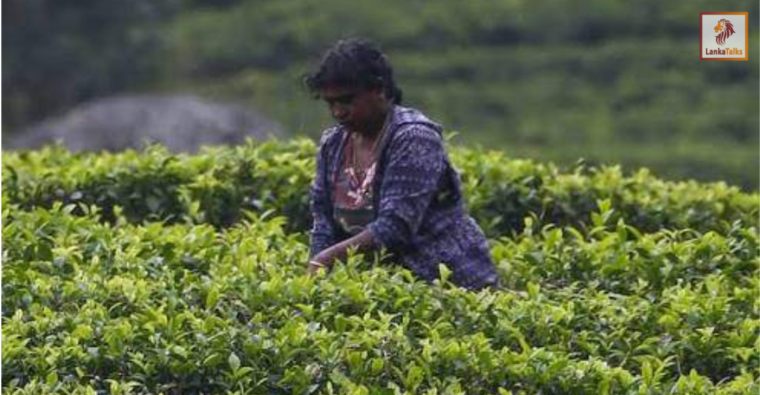 Tea planters bemoan fertiliser subsidy bureaucracy
