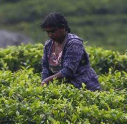 Tea planters bemoan fertiliser subsidy bureaucracy