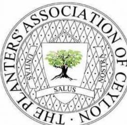The cost of hesitation: lessons from Asian national strategies on oil palm