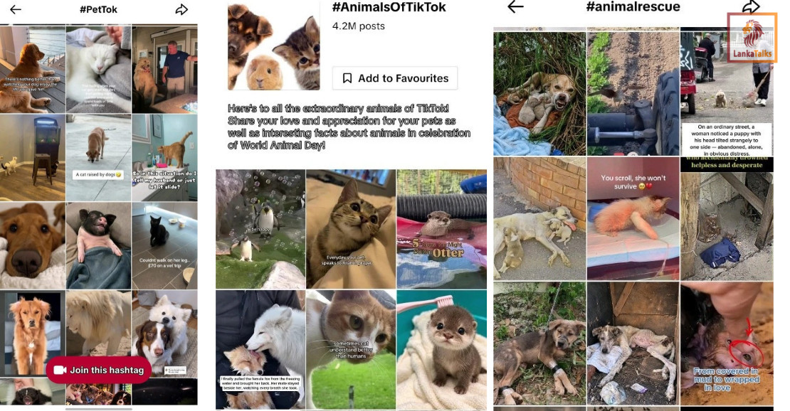 A Little Love for Every Paw, Wing and Whisker Animals Finding a Voice on TikTok