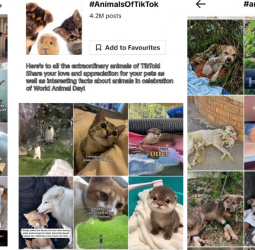 A Little Love for Every Paw, Wing and Whisker Animals Finding a Voice on TikTok