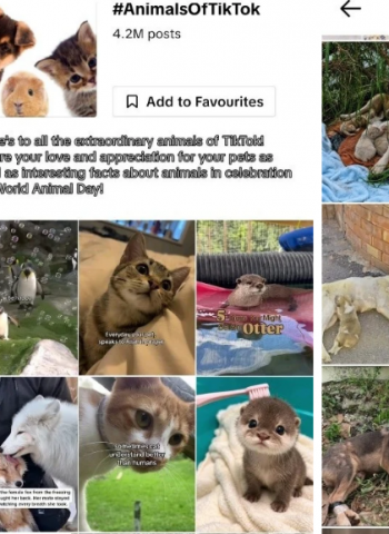 A Little Love for Every Paw, Wing and Whisker Animals Finding a Voice on TikTok