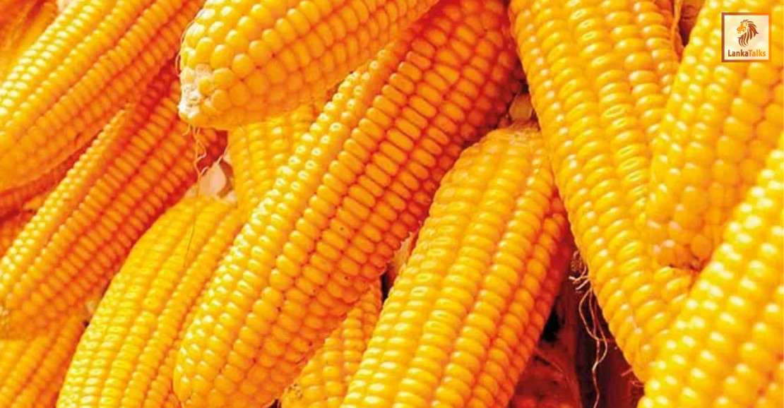 SCL hike: SL’s maize importation plummets 64%