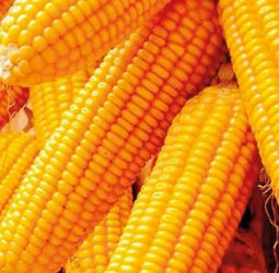 SCL hike: SL’s maize importation plummets 64%