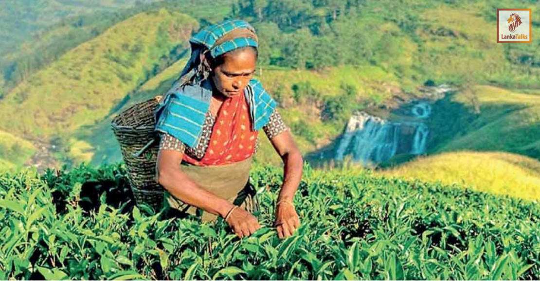Tea exports dip 2.9% in September