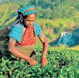 Tea exports dip 2.9% in September