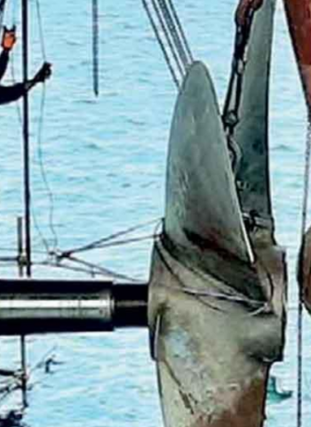 Colombo Dockyard swings to profit as margins widen on lower sales