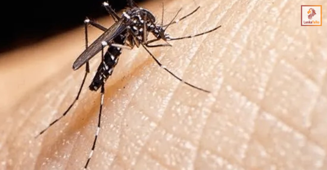 Sri Lanka’s dengue cases surpass 100,000