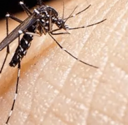 Sri Lanka’s dengue cases surpass 100,000