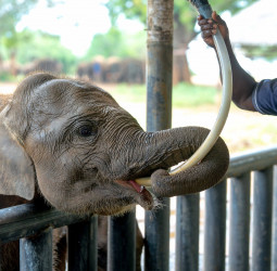 The Quiet Work Behind Sun Siyam’s Reefs, Forests and Elephants