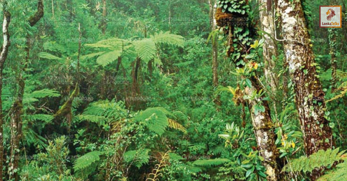 20 more forests declared protected