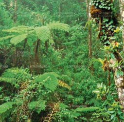 20 more forests declared protected