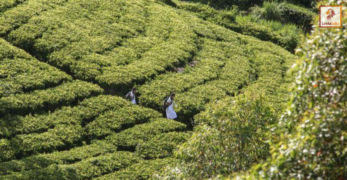 “Pulle Madu” to medical school: record intake signals turning point for plantation sector welfare