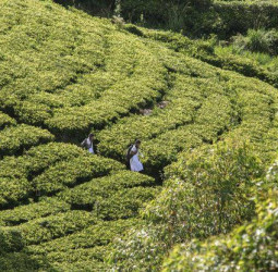 “Pulle Madu” to medical school: record intake signals turning point for plantation sector welfare