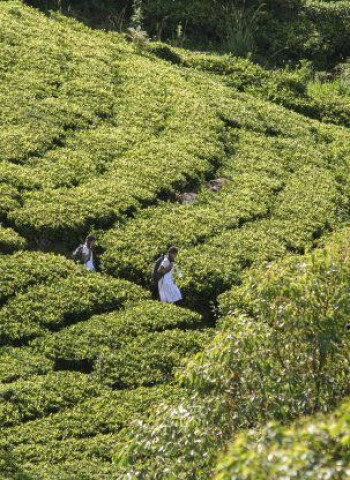 “Pulle Madu” to medical school: record intake signals turning point for plantation sector welfare