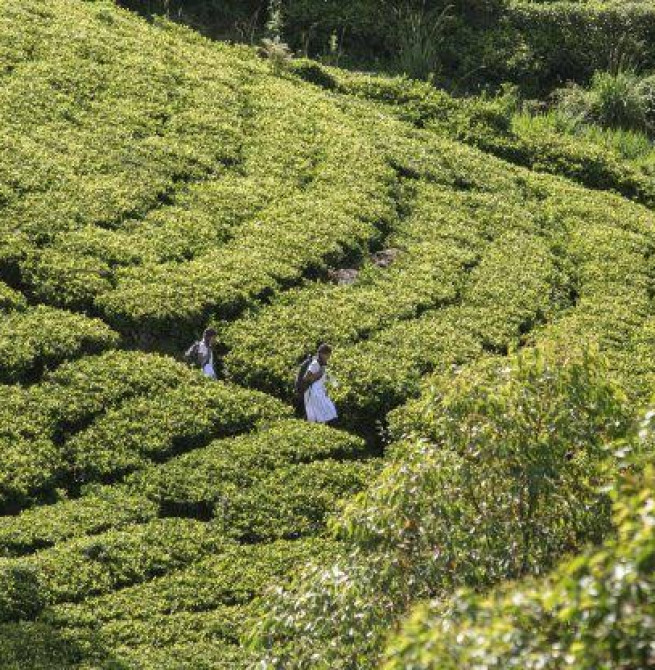 “Pulle Madu” to medical school: record intake signals turning point for plantation sector welfare