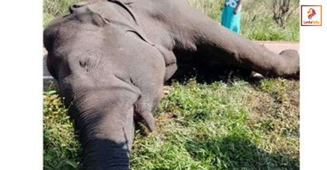 Drought drives elephant into deadly fence: farmer arrested in Horowpathana